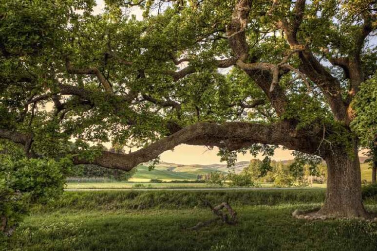 Alberi secolari abbattuti a San Pietro 