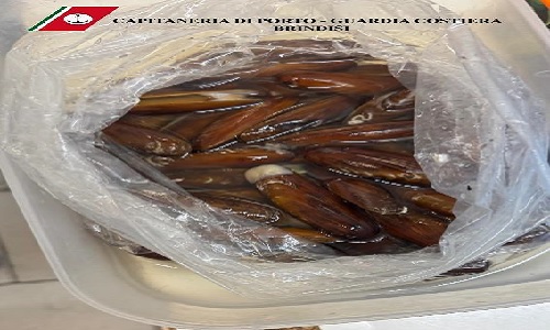 Brindisi Capitaneria di Porto. Contrasto alla pesca illegale 