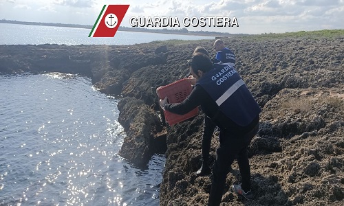 Guardia costiera controlli per i ricci di mare 