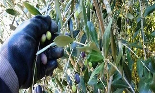 Tuturano: Carabinieri arrestano un cellinese per tentato furto di olive.