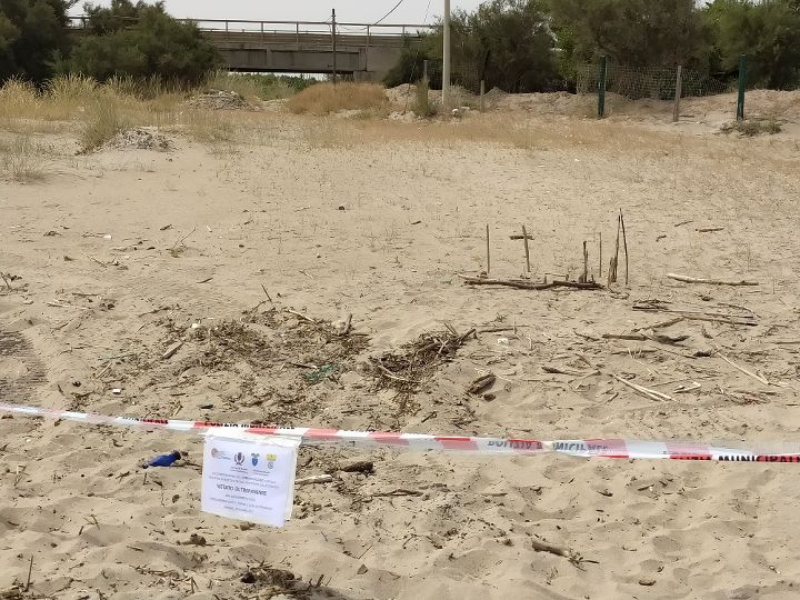 Intervento del Centro fauna selvatica per la nidificazione di Corriere piccolo sulla spiaggia sabbiosa in località Apani (Brindisi)