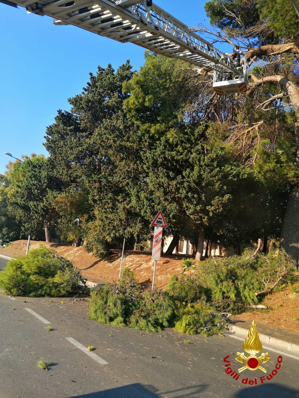 Brindisi: grosso ramo sulla strada nei pressi del cimitero. Traffico bloccato