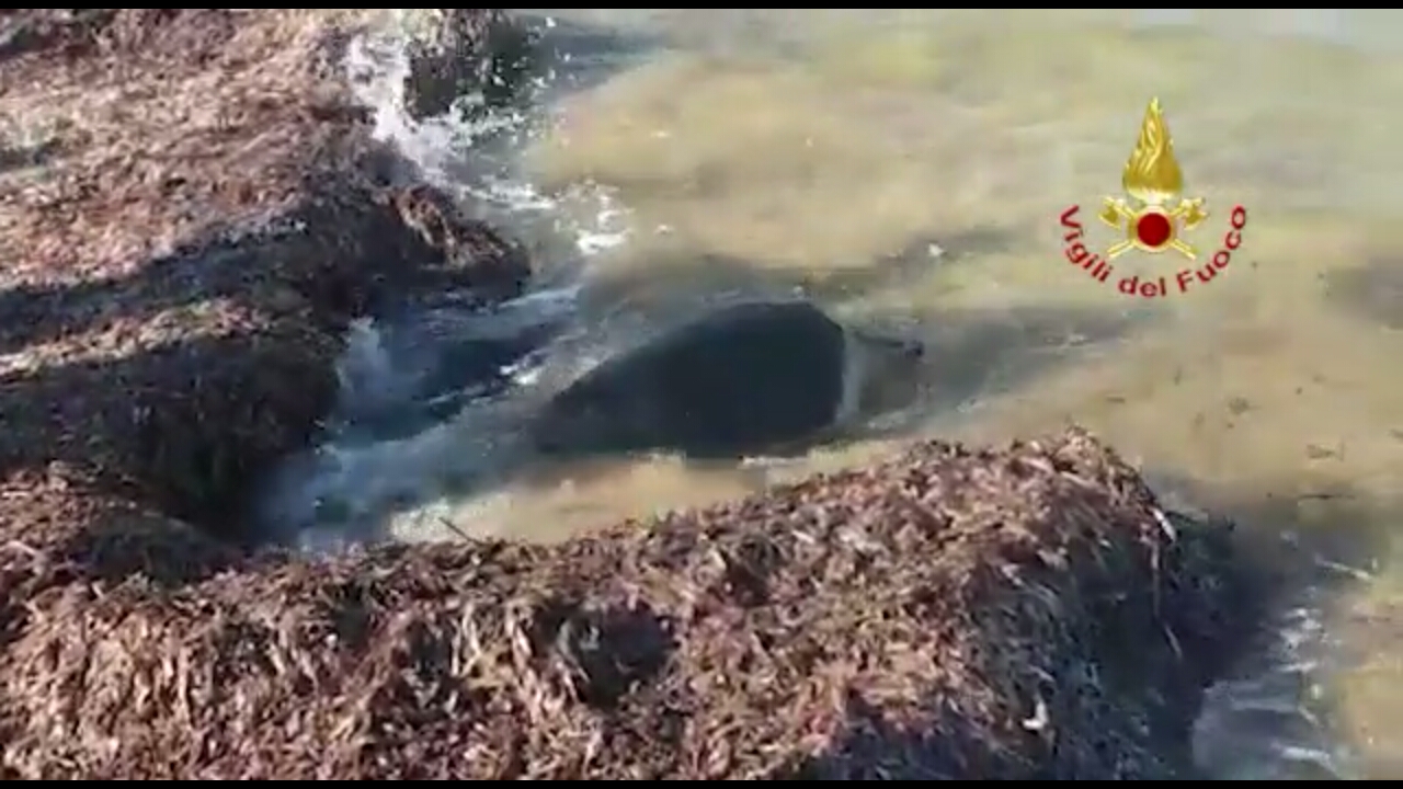 Brindisi: Vigili del Fuoco salvano e liberano in mare tartaruga
