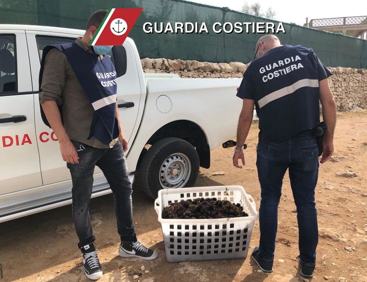 Fasano: sequestrati 2.000 ricci di dubbia provenienza