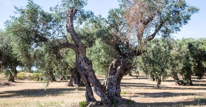 Mesagne: aiuti economici per i danni da xylella