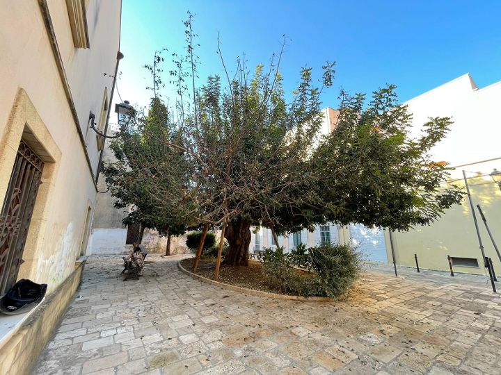 A.p.s. Brindisi e le Antiche Strade: Il danneggiamento del Carrubo di via Tarantini - chiediamo il censimento degli alberi monumentali