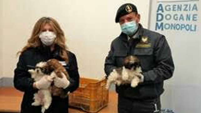 Brindisi: scoperto traffico illegale di cani dalla Grecia