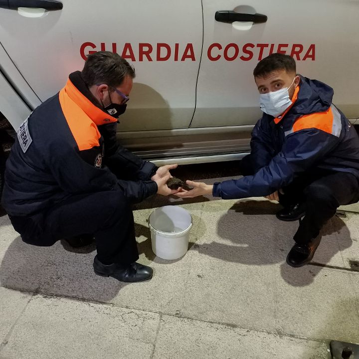 Piccola tartaruga marina salvata dalla Guardia Costiera di Brindisi