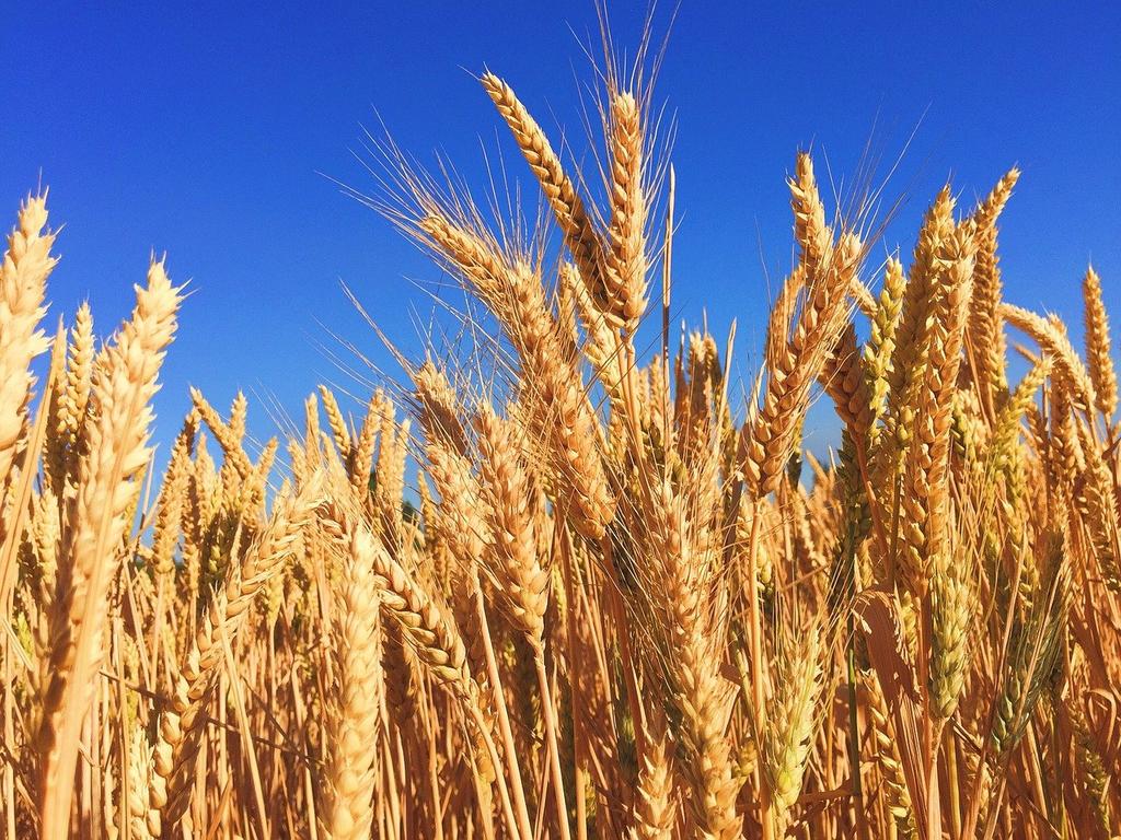 MIPAAF: avviati i lavori della Commissione sperimentale nazionale sul grano duro