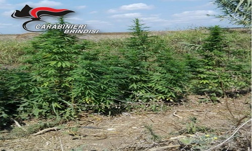 Mesagne: Individuata ed estirpata prima della raccolta, rigogliosa piantagione  di marijuana.
