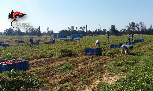 Carovigno, controlli anticaporalato: denunciato imprenditore agricolo 45enne di Carovigno, per aver occupato un lavoratore extracomunitario originario del Mali, senza regolare assunzione. emesso provvedimento di sospensione dell’attività.