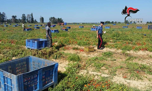 San Pancrazio Salentino: 50enne legale rappresentante di un’azienda agricola, deferito per sfruttamento del lavoro e altre violazioni in materia di salute e sicurezza sui luoghi di lavoro, nei riguardi di un cittadino 24enne originario del Niger.