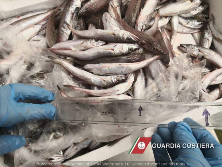 Guardia Costiera sequestra prodotti ittici sottomisura e attrezzature balneari su una spiaggia libera a Torre Canne