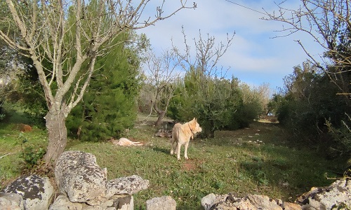 Ostuni cane pastore maremmano ferito riotrovato grazie ad un altro cane della stessa razza