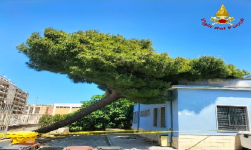 Brindisi un grosso pino e' caduto su di una scuola 