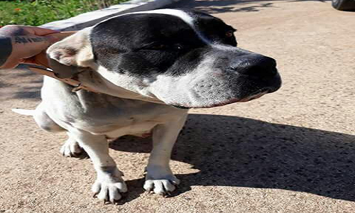 Brindisi, Brunetti(Ass.Guardia dell'Ambiente): Cane sparato in testa e poi dato alle fiamme