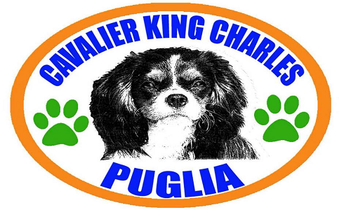 Domenica 17 giugno presso Borgo Ducale l'8°Raduno Cavalier King Charles