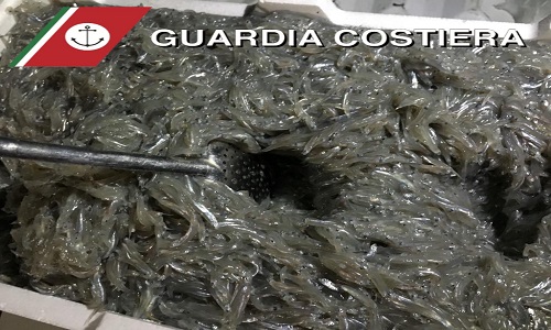 Guardia costiera  sequestro di ricci e bianchetto 