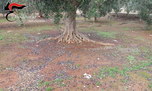   San Pancrazio Salentino, furti nelle contrade rurali: aveva raccolto oltre 7 quintali di olive in un terreno di proprietà di una donna, arrestato.