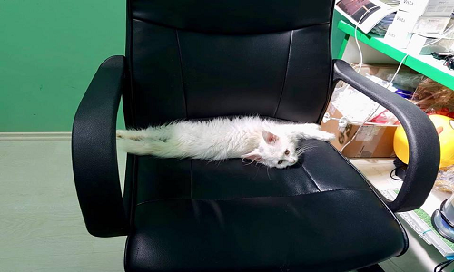 Puglia : Arriva il "primo gatto d'ufficio", per dare ospitalità ai randagi senza dimora