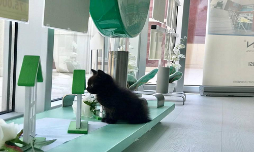 Puglia : Arriva il "primo gatto d'ufficio", per dare ospitalità ai randagi senza dimora