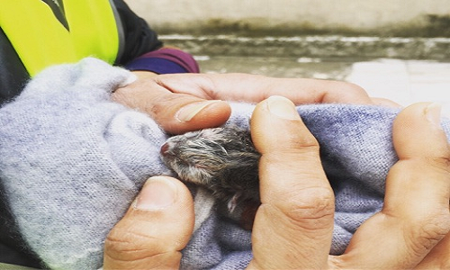 Brindisi, Guardia dell'Ambiente: Gattino orfano riabbraccia mamma gatta grazie all'intervento dei Vigili del Fuoco