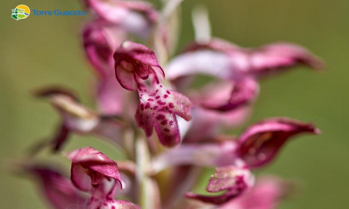 Le orchidee a rischio di estinzione di Torre Guaceto: aiutaci a proteggerle, non toccarle!