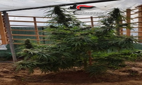 Brindisi: coltivava nel giardino di casa una pianta di marijuana dell’altezza di circa 2 metri. arrestato.