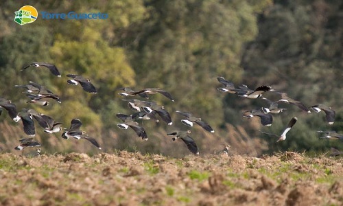 Torre Guaceto: La pavoncella è tornata in Riserva grazie all'agricoltura bio