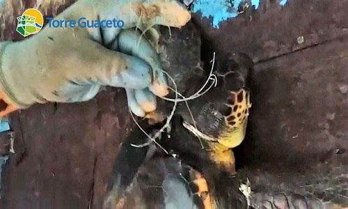 L'inquinamento uccide le tartarughe: circa 50 gli animali curati a Torre Guaceto in 2 anni