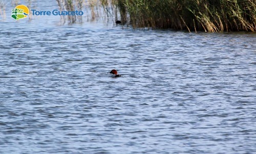 La Riserva di Torre Guaceto, importantissima area di transito e di svernamento per numerose specie di uccelli migratori. 