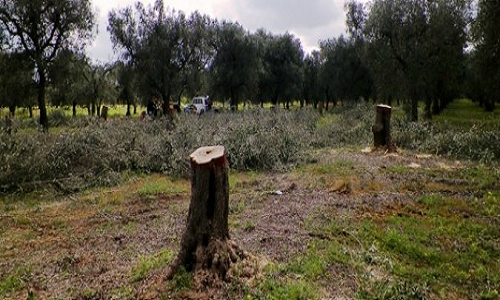 Xylella, Francavilla Fontana: Sciopero olivicoltori il 06 agosto contro il taglio degli ulivi