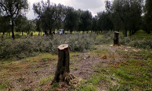 Xylella il comune pubblica un bando per chi ha subito danni 