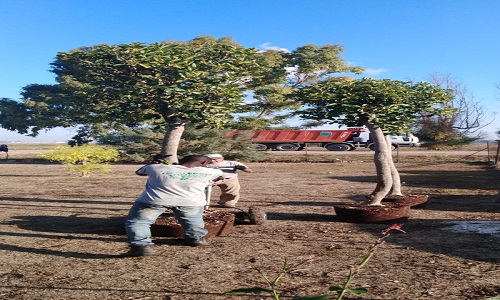Il Rotary Valesio  e alcuni privati donano alberi per il canile 