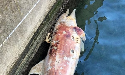 Brindisi: carcassa di delfino rinvenuta nel porticciolo turistico 