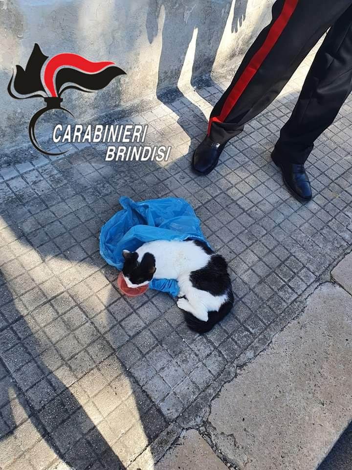 Brindisi. Salvato gatto gettato come un rifiuto in una busta di plastica