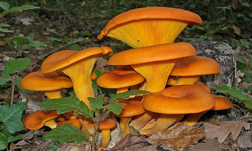 Intossicazione da funghi, intervento del Centro di controllo micologico