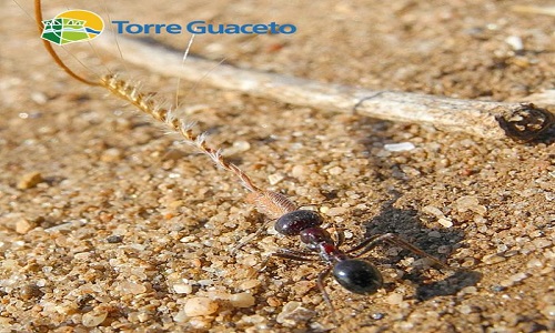 Alla scoperta di Torre Guaceto: i voli nuziali delle Messor