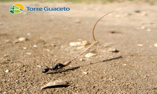 Alla scoperta di Torre Guaceto: i voli nuziali delle Messor