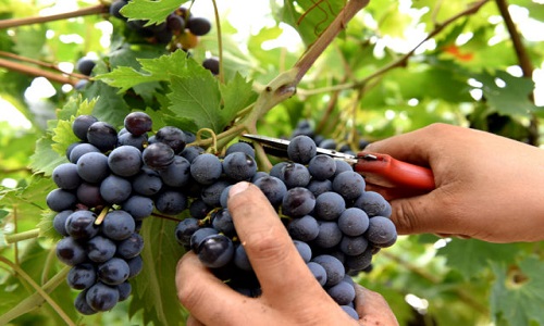 Vendemmia sociale lunedi allo Slow  food